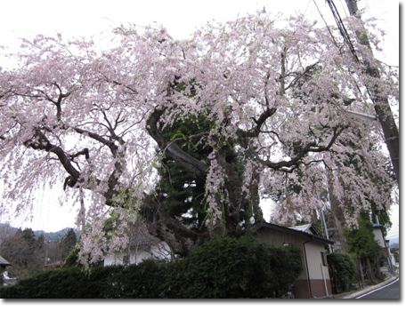 しだれ桜