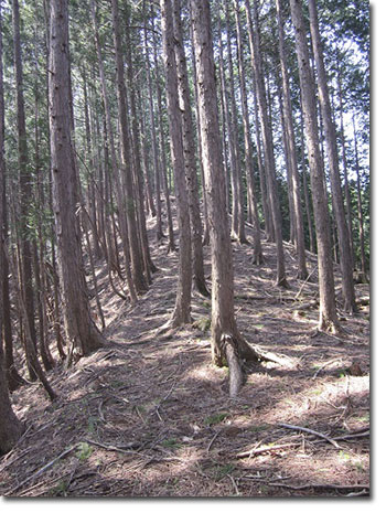 鳴虫山登山道